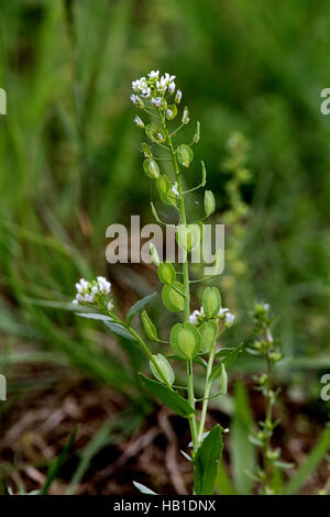 Field pennycress, Thlaspi arvense Stock Photo