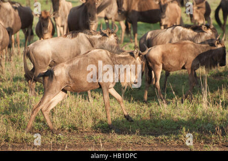 Wildebeest on the run Stock Photo