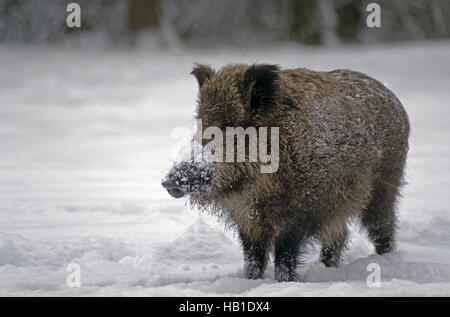 Young Wild Boar in winter Stock Photo