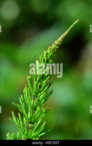 horsetail; wood horsetail; sylvan horsetail;