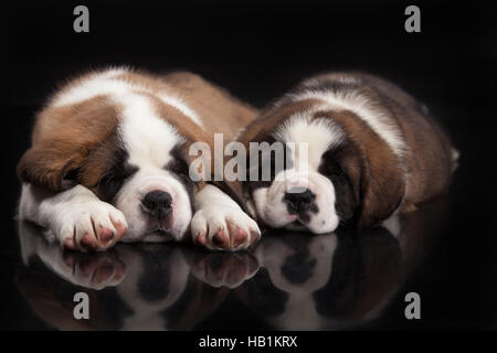 St. Bernard Puppies Stock Photo