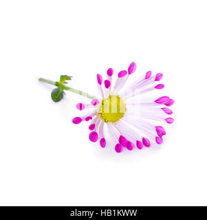 Daisy flower isolated. Stock Photo
