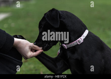Young family pet dog playing and being treated Stock Photo