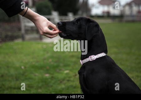 Young family pet dog playing and being treated Stock Photo