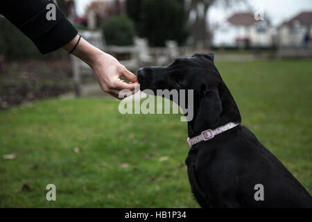 Young family pet dog playing and being treated Stock Photo