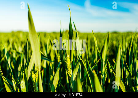 A cornfield in Fehmarn, Germany in the summer. As a cereal grain or shortly be called because of their grain crops cultivated plants of the family Gra Stock Photo