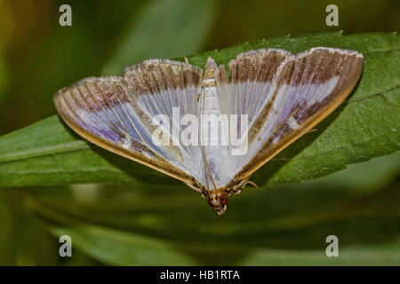Box tree Moth Cydalima perspectalis Stock Photo