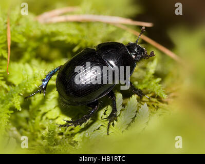 Dung beetle Geotrupes stercorosus Stock Photo