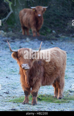 Highland cattle (Bos taurus - Scientific name) in a farmers field