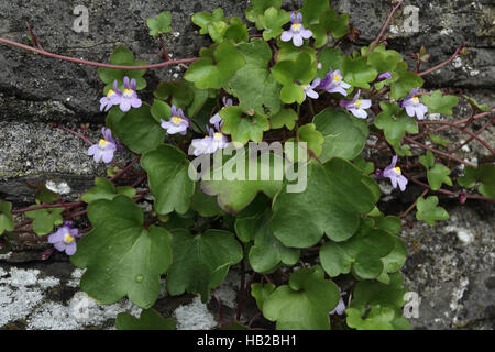Ivy-leaved toadflax, Cymbalaria muralis Stock Photo
