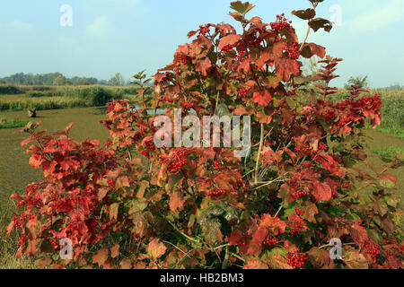 Guelder-rose, water elder, Viburnum opulus Stock Photo