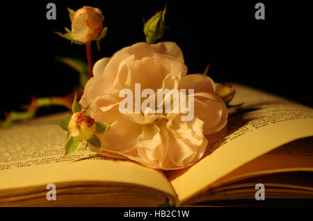 altes buch mit rose Stock Photo