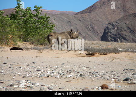 Black Rhinoceros (Diceros bicornis) in Skeleton Desert in Namibia Stock Photo