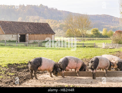 swabian hall pigs