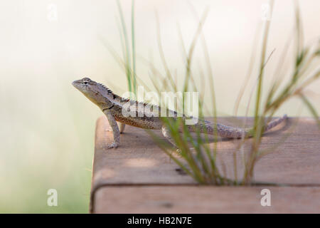 Side view of small gray lizard standing on the wooden pier with generic vegetation with blurred clear background. Punta Sal - Peru Stock Photo