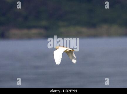 Squacco Heron, Vaya Lake, Burgas, Bulgaria Stock Photo