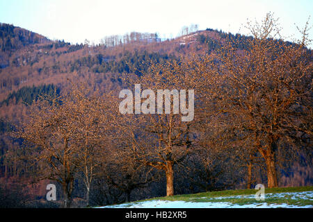 Bramblings in trees Stock Photo