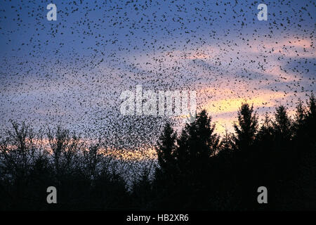 Flock of Bramblings in Hasel Stock Photo