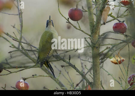 European Green Woodpecker Stock Photo