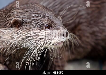 Oriental small-clawed otter Stock Photo