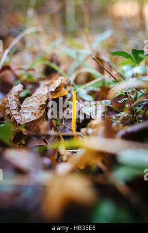 Yellow club fungus (Clavulinopsis laeticolor) growing in a birch forest near Clearwater, British Columbia, Canada Stock Photo