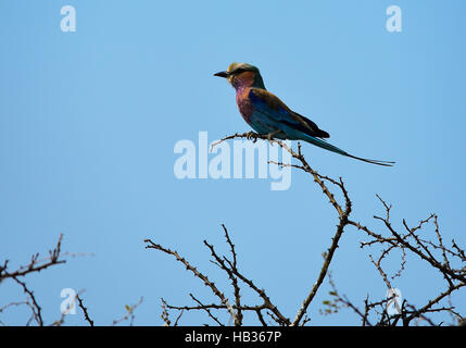 lilac-breasted roller in Namibia Afrika Stock Photo