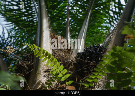 Image of palm with black berries. Phuket, Thailand Stock Photo