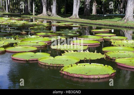 The lake in park with Victoria amazonica Stock Photo