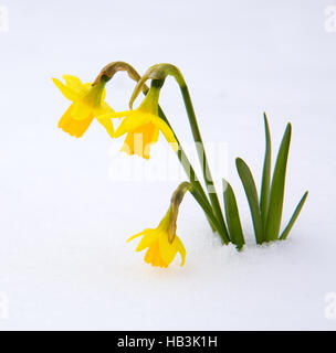 Narcissus on tne snow garden. Stock Photo