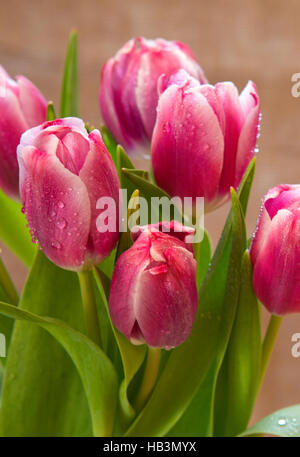 Pink tulip bouquet  isolated . Stock Photo