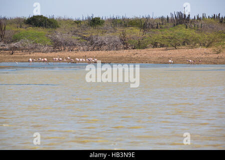 Wild Flamingoes and cactus in La Guajira, Colombia Stock Photo