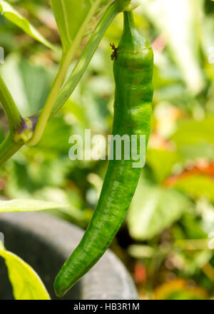 Growing hot peppers. Garden in pots in the yard Stock Photo - Alamy