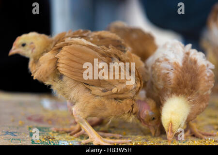 Group of young chicks for sale Stock Photo