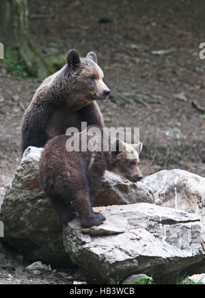 Eurasian Brown Bear - mother with cub / Ursus arctos arctos Stock Photo ...