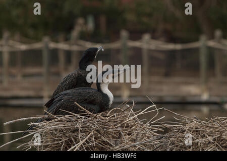 Double-crested Cormorant, Phalacrocorax auritus Stock Photo