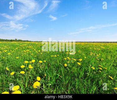 Yellow flowers  field under blue sky Stock Photo