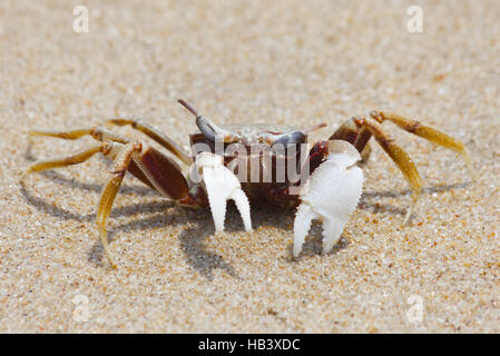 crab on the beach Stock Photo