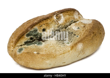 The old black mold on the bread. Spoiled food. Mold on food Stock Photo ...
