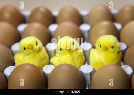 three toy chickens between eggs in packing Stock Photo