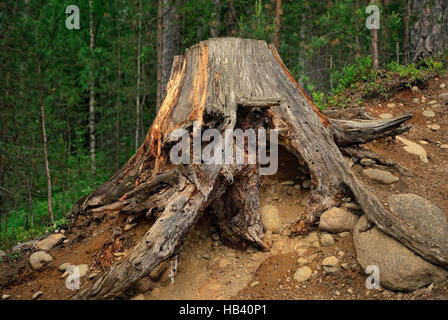 Old stump. Stock Photo