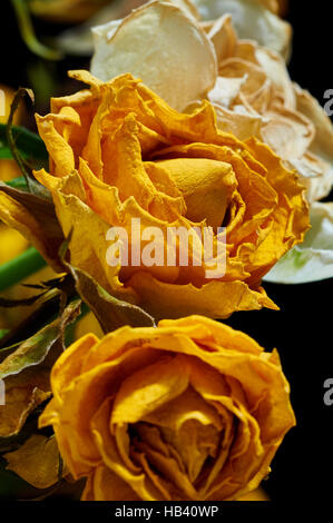 Withered Roses Stock Photo