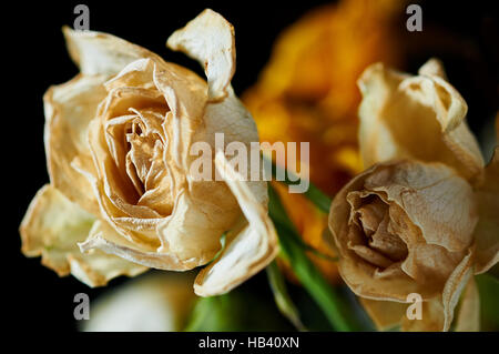 Withered Roses Stock Photo