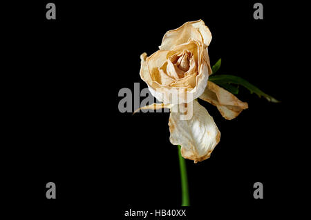 Withered White Rose Stock Photo