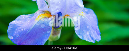 Bearded violet iris flower close up Stock Photo