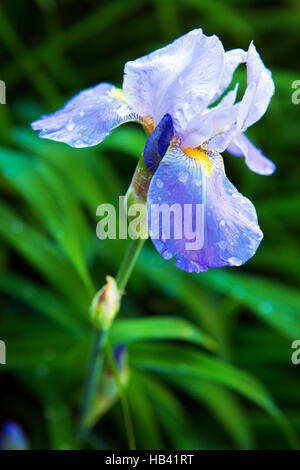 Blue Iris flower in the garden. Stock Photo