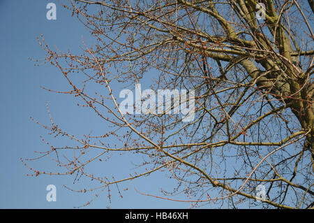 Acer saccharinum, Silver maple Stock Photo