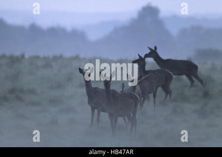 Red Deer hinds in evening fog Stock Photo