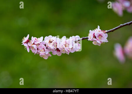 Blossom apricot tree springtime view Stock Photo