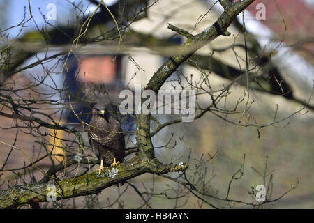 Common Buzzard in residential area Stock Photo