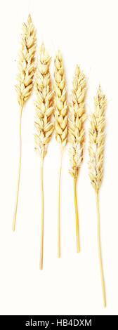 wheat ears on white Stock Photo